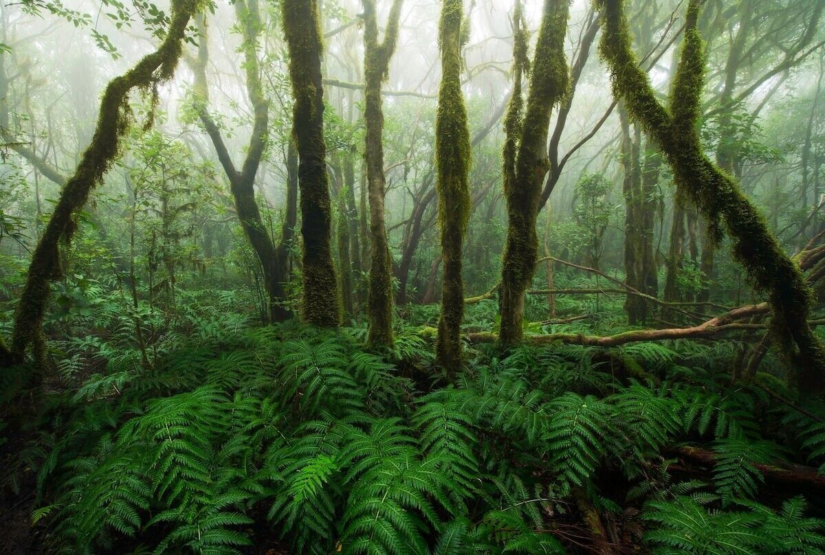Un bosque denso con árboles cubiertos de musgo y helechos.