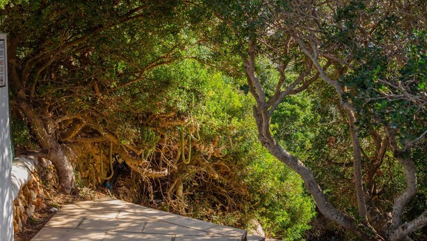 A paved pathway surrounded by dense greenery and trees. - Apartment Cala en Forcat 36 with Balcony & Shared Pool (Cala en Blanes)