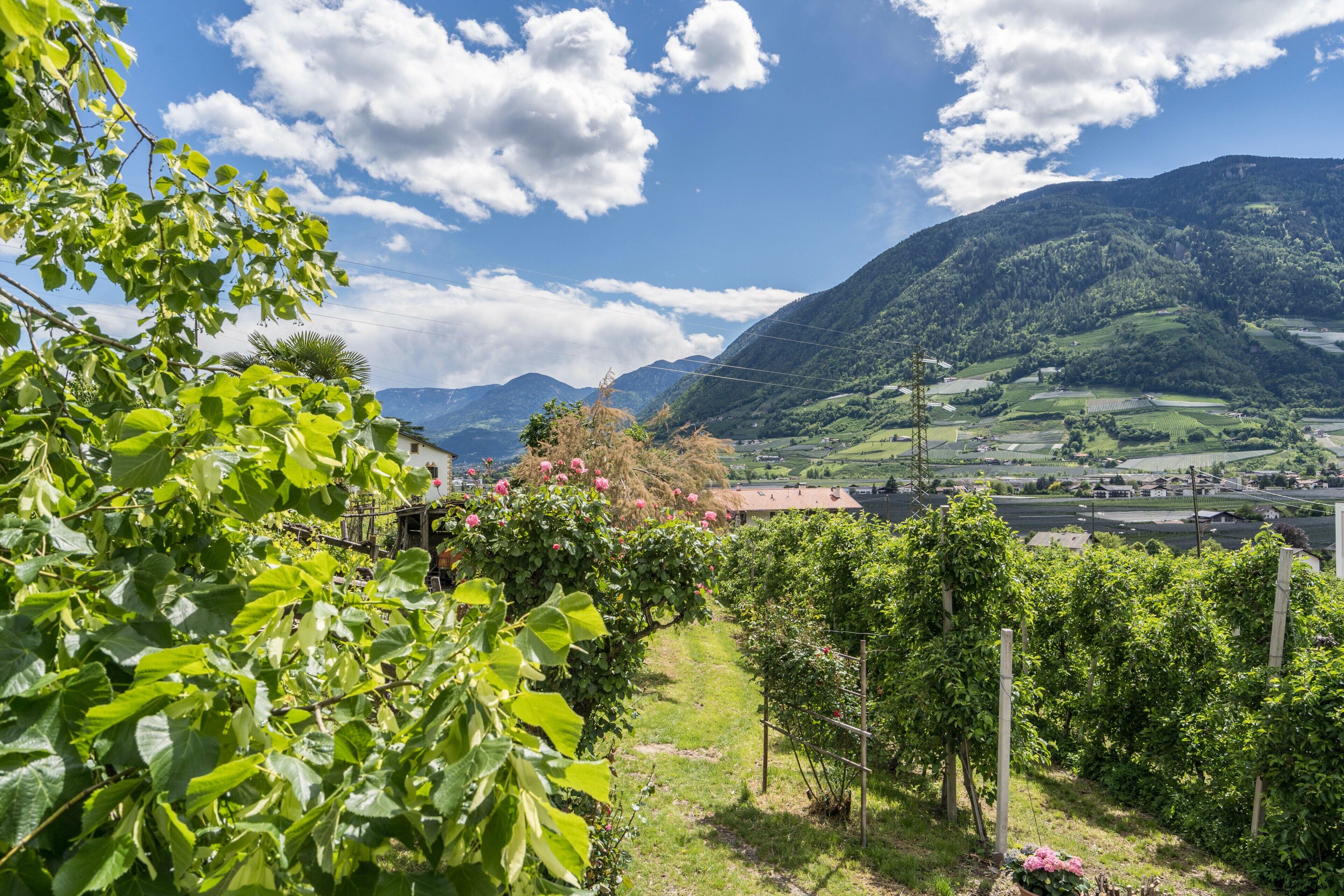 A vineyard with rows of grapevines, a mountain in the background, and a clear sky.