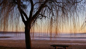 A bench under a tree by a body of water.