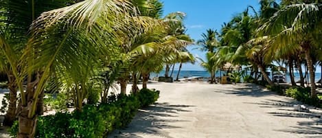 A sandy pathway lined with palm trees leading to a beach.