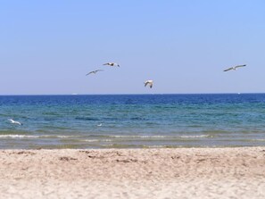 Une plage de sable bordée par l’eau, et des oiseaux qui volent dans le ciel.