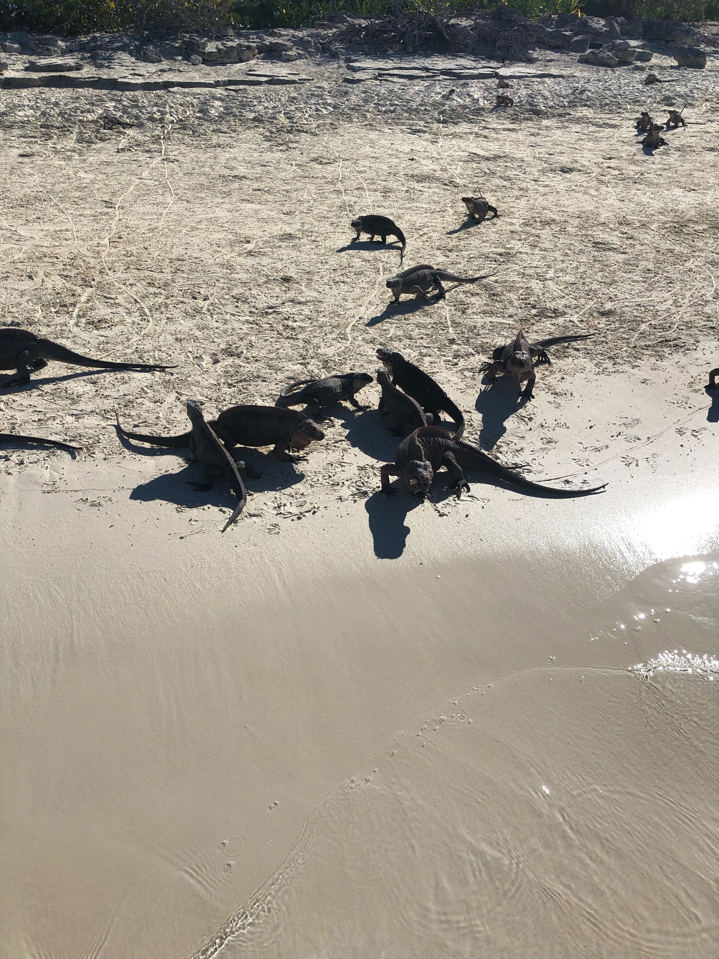 A sandy beach with several large marine iguanas.