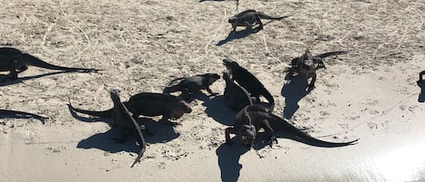 A sandy beach with several large marine iguanas.