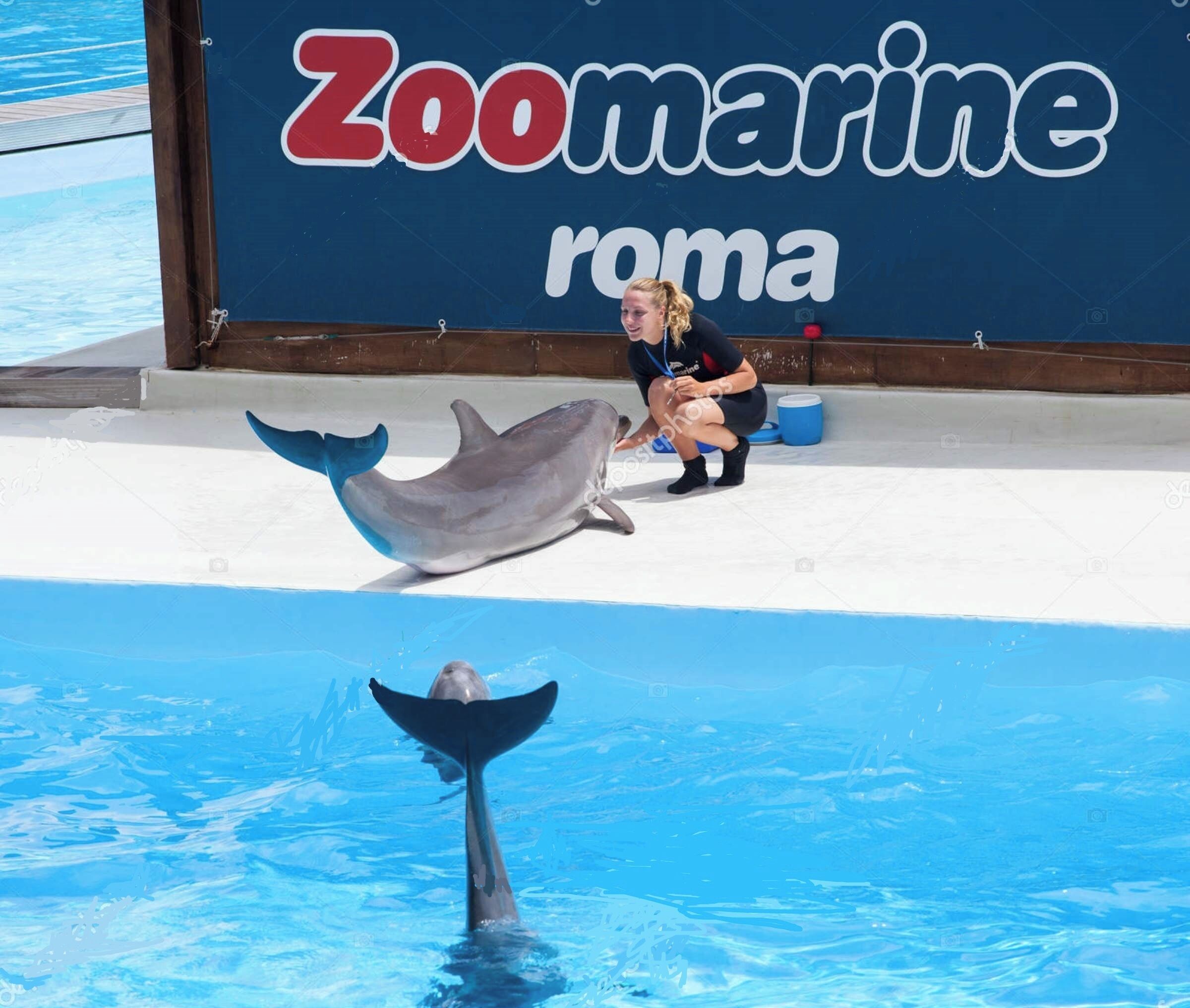 Ein Delfin vollführt Kunststücke in einem Becken, im Hintergrund ein Schild mit der Aufschrift 'Zoo marine roma'.