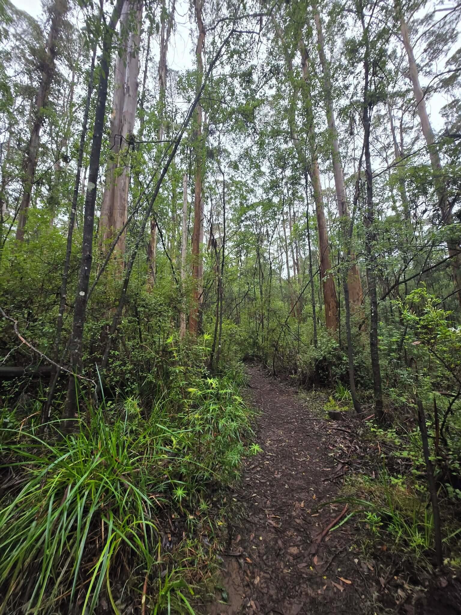 A forest trail surrounded by tall trees and dense underbrush.