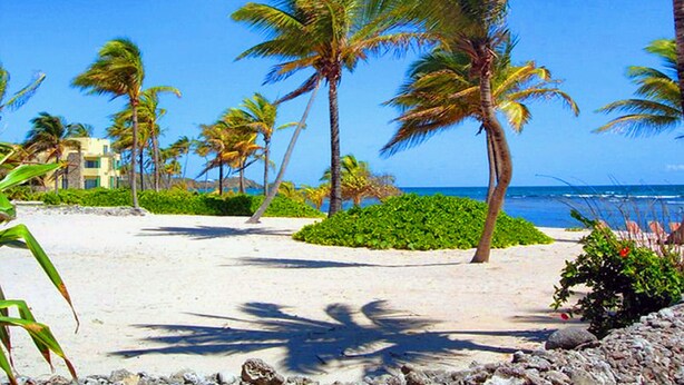 A beach with palm trees, a clear blue sky, and a building in the background.