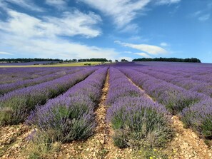 Property grounds - Apartment with view of the Ventoux - Ideal for cyclists - Free private parking - Wifi (Mormoiron)