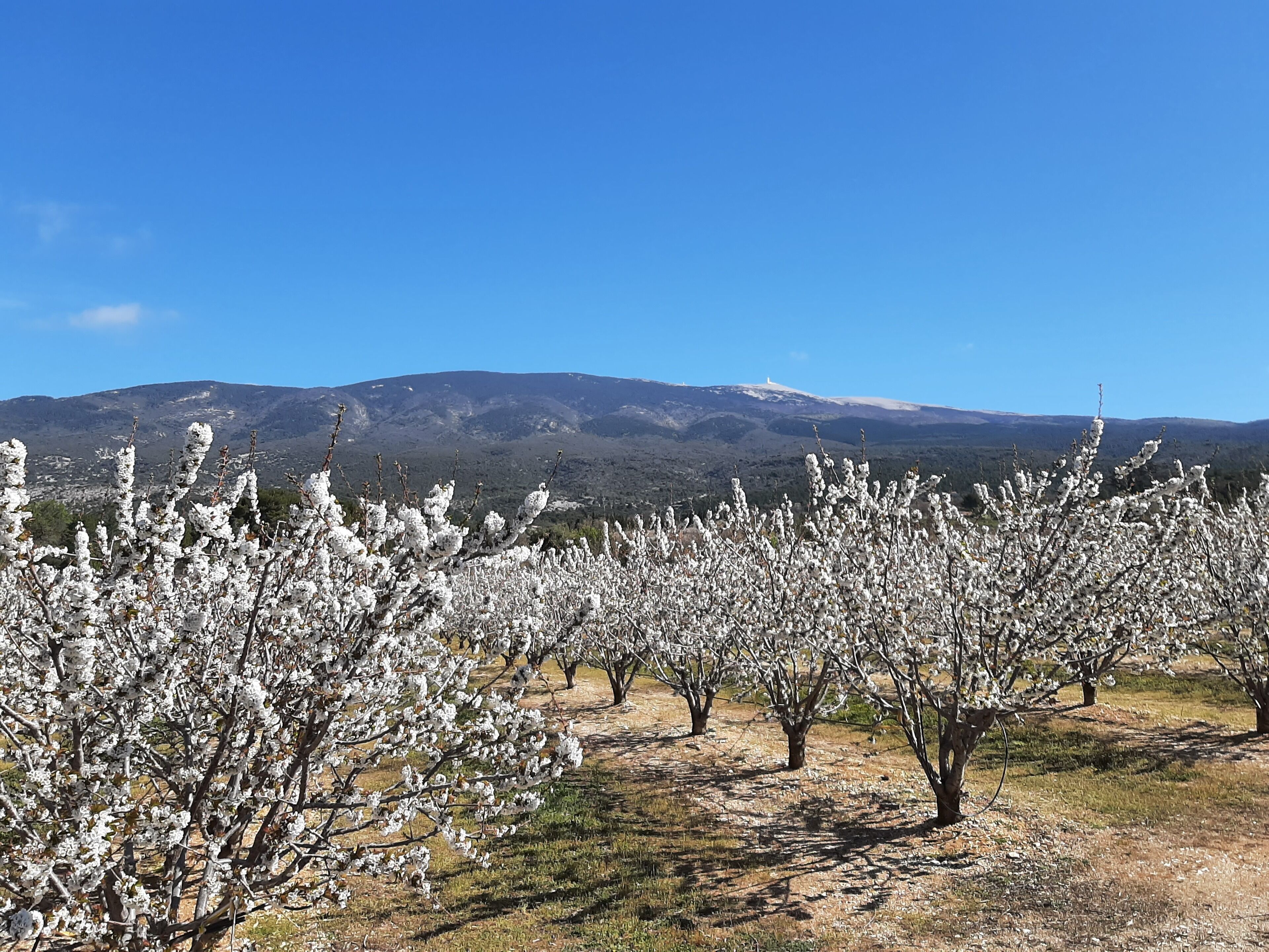 An orchard with blossoming trees and a mountain range in the background.
