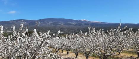 An orchard with blossoming trees and a mountain range in the background.