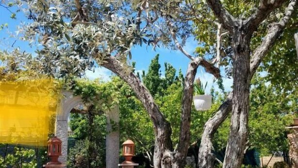 A courtyard with a tree, potted plants, and a stone pathway. - da Nicolo (Matrice)