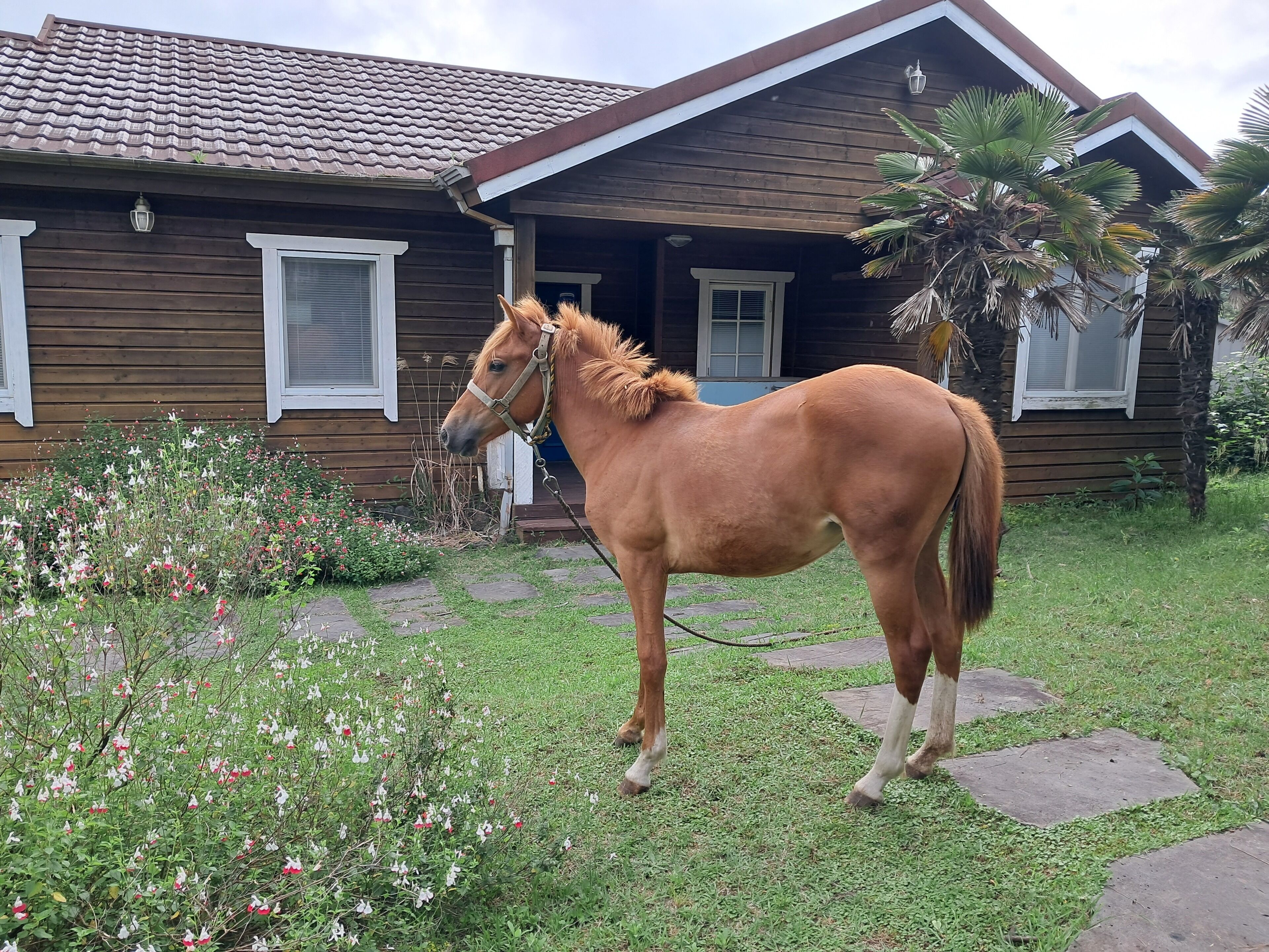 Ein Pferd steht vor einem Holzhaus mit Ziegeldach und einer kleinen Veranda.