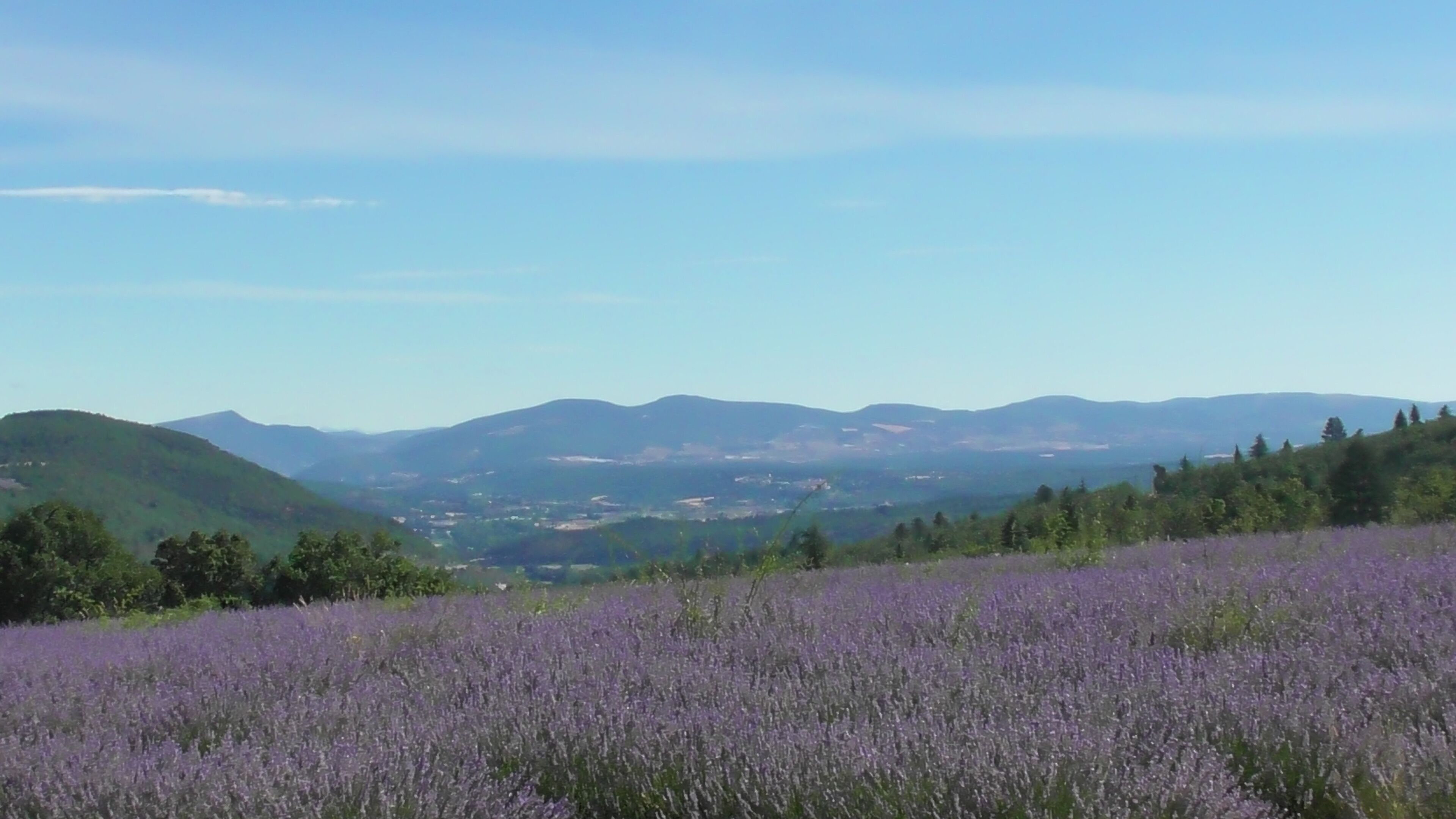 A lavender field with a view of distant mountains.