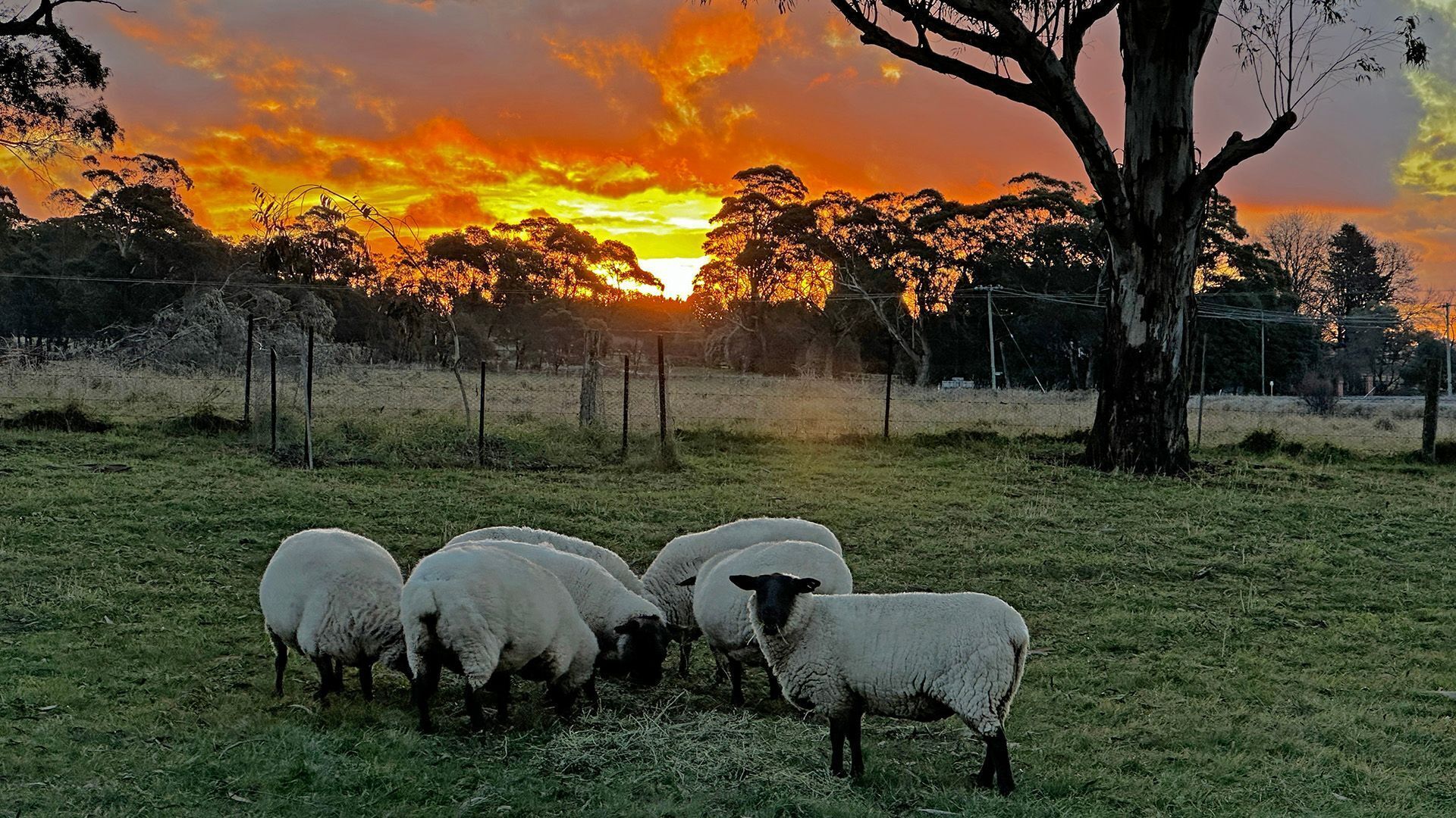 A group of sheep grazing in a grassy field with a sunset in the background.
