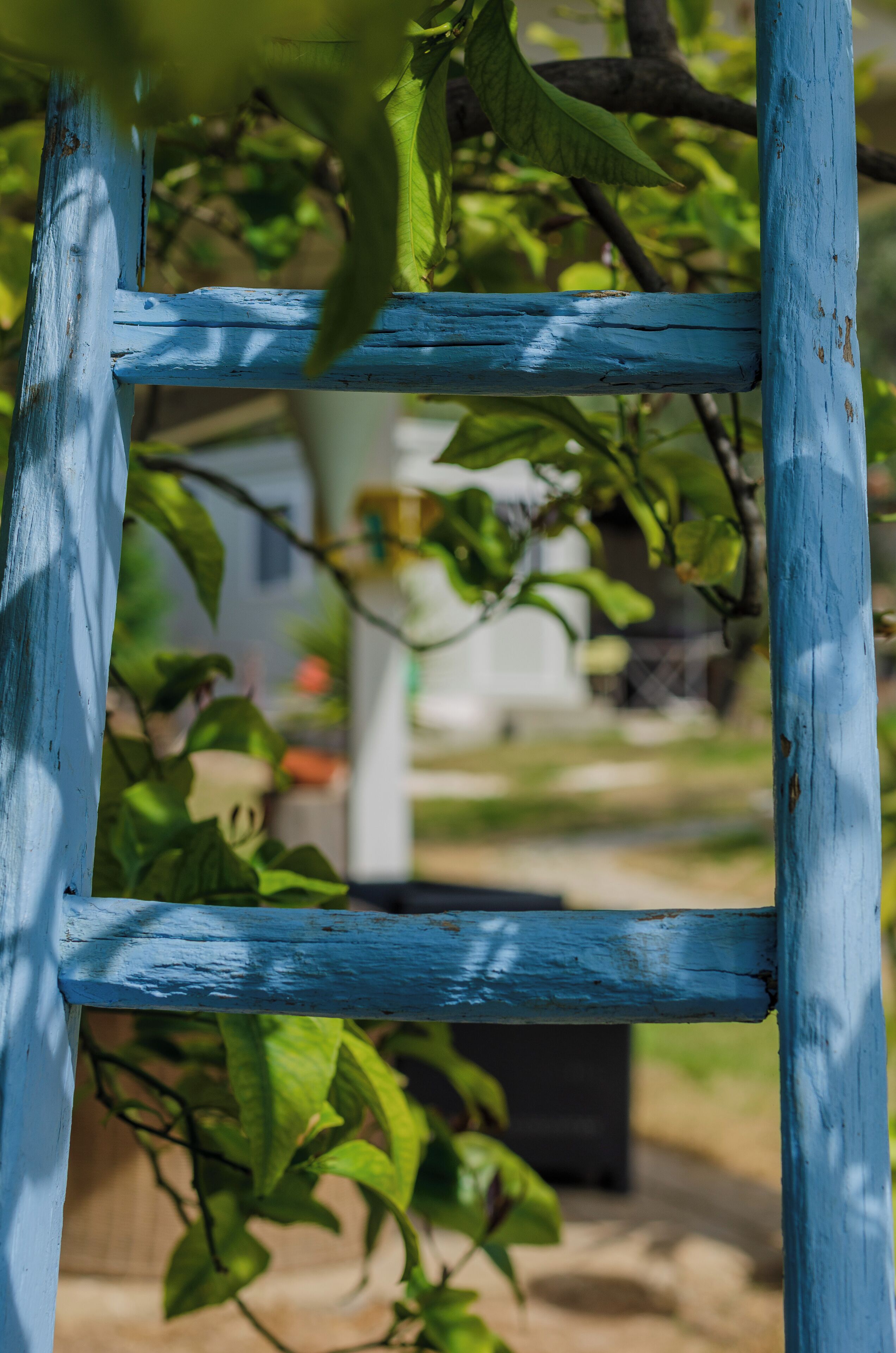 Une échelle en bois bleue, appuyée contre un mur, avec un feuillage verdoyant en arrière-plan.