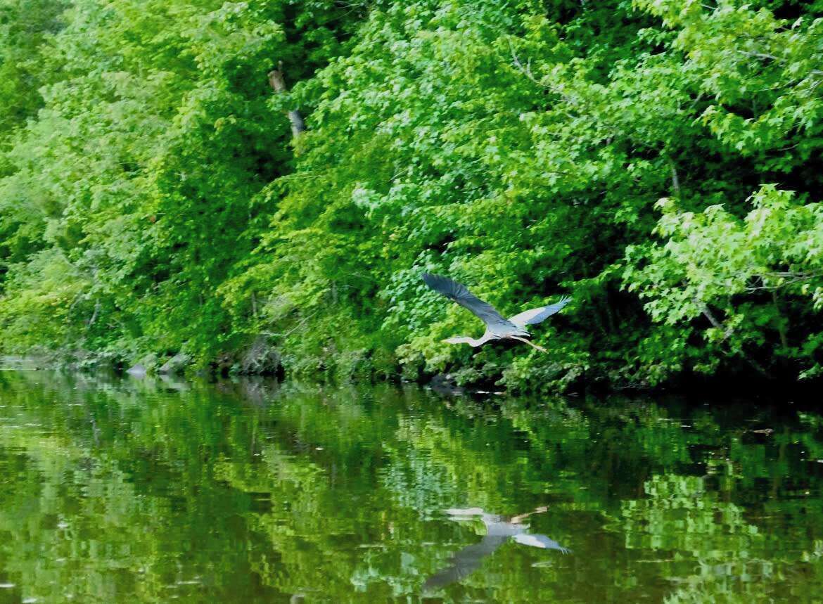 Un oiseau volant au-dessus d’une étendue d’eau, avec un feuillage vert et dense en arrière-plan.