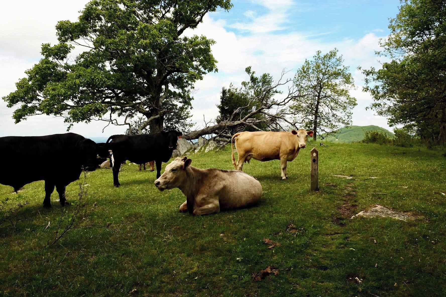 A grassy field with four cows, one lying down and three standing, surrounded by trees and a clear sky.