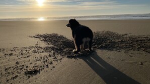 Een hond op het strand met een ondergaande zon.