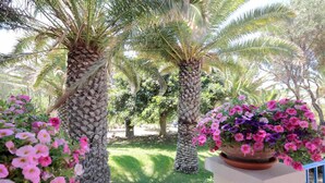 Un giardino con palme e fiori in vaso.