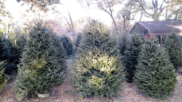 Una hilera de árboles de Navidad recortados en un jardín, con un cobertizo al fondo.