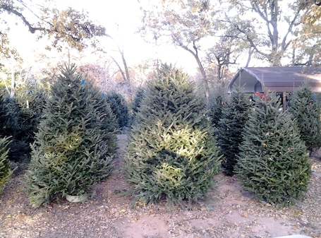 Property grounds. Christmas Tree Farm with Bed and Breakfast accommodations located on a 12 acre propertyin the Peaceful Countryside between Bryan and Hearne Tx