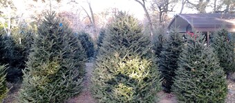 Christmas Tree Farm with Bed and Breakfast accommodations located on a 12 acre propertyin the Peaceful Countryside between Bryan and Hearne Tx