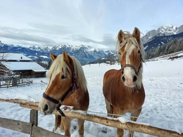 Two horses standing behind a wooden fence in a snowy landscape with mountains in the background. - Luxury penthouse with idyllic mountain views (Werfenweng)