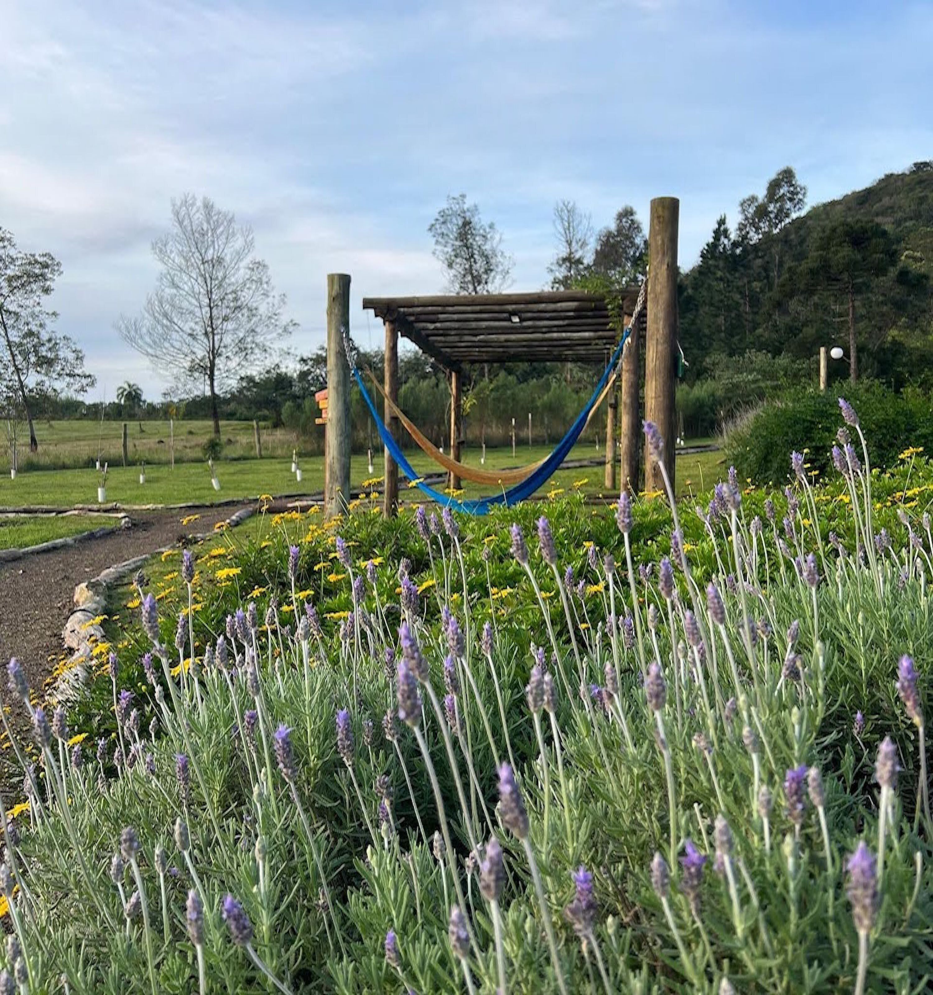 A hammock under a wooden pergola in a garden with lavender and yellow flowers.