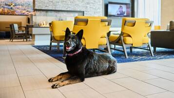 Ein schwarzer Hund liegt auf einem Fliesenboden in einer modernen Lobby mit gelben Stühlen und einer Steinwand.