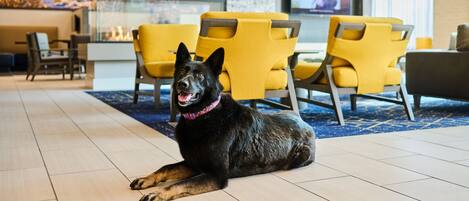 A black dog lying on a tiled floor in a modern lobby with yellow chairs and a stone wall.