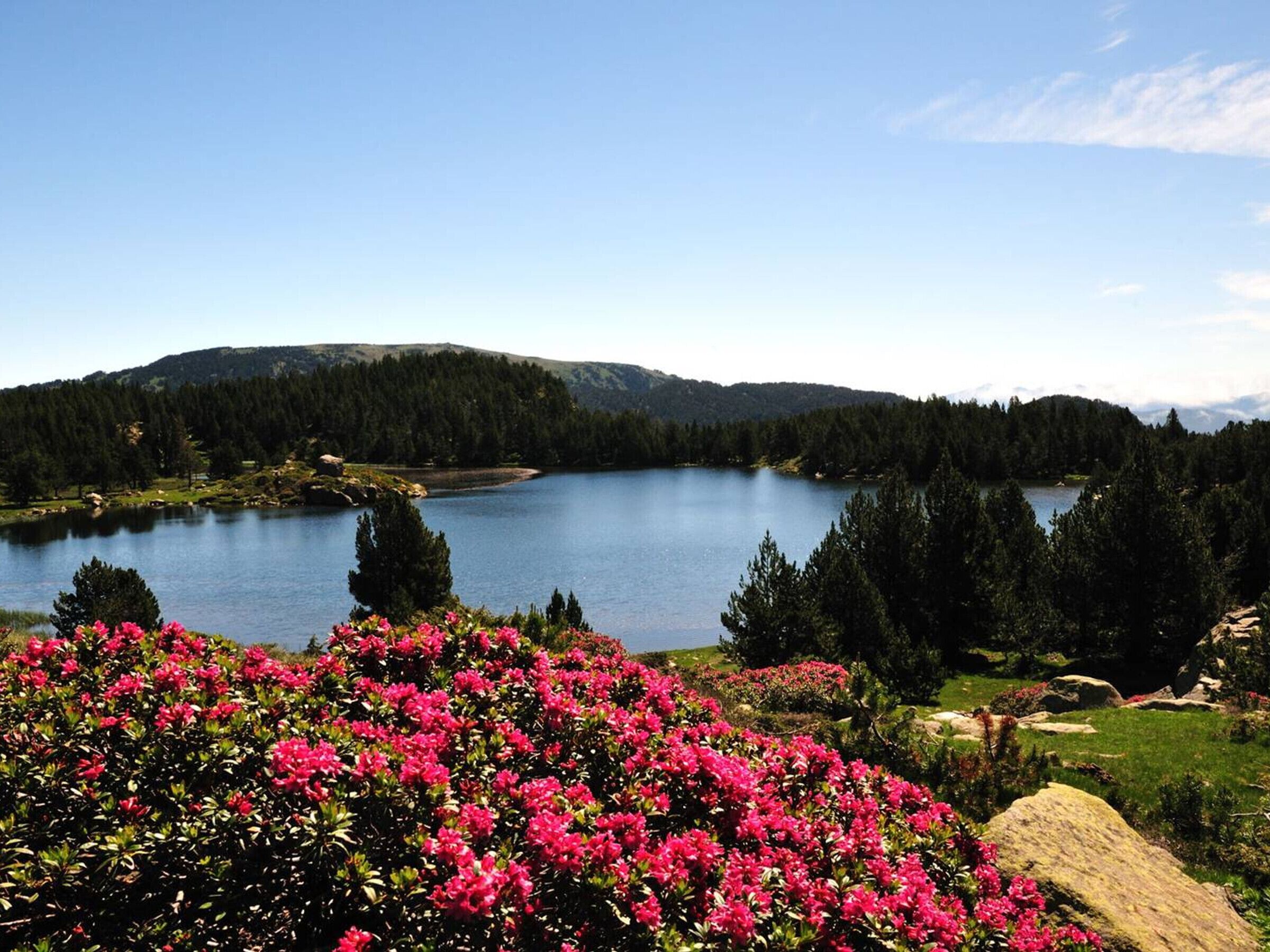 Un lac entouré de collines boisées, avec des fleurs roses en pleine floraison au premier plan.