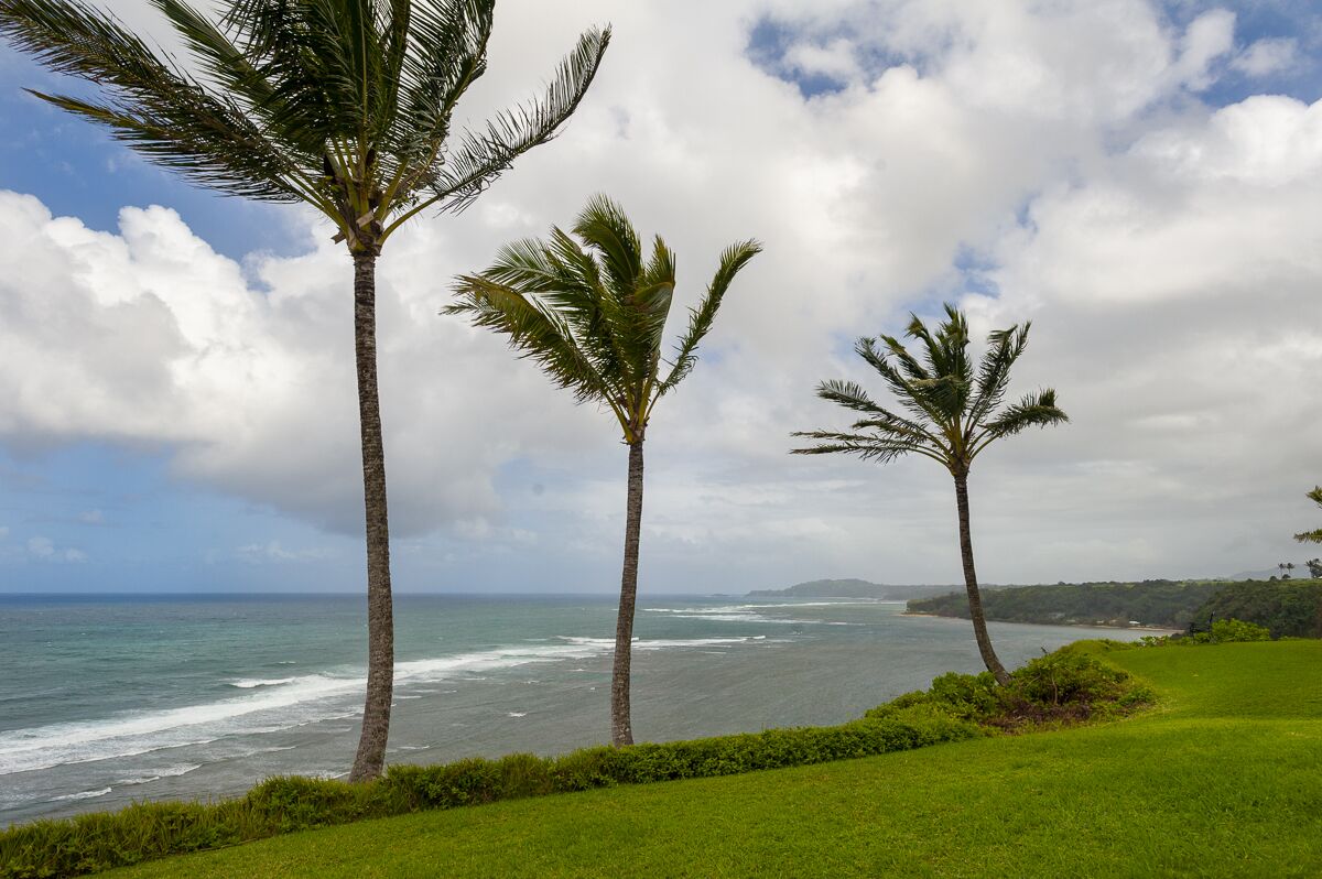 A coastal landscape with palm trees, a grassy foreground, and a view of the ocean.