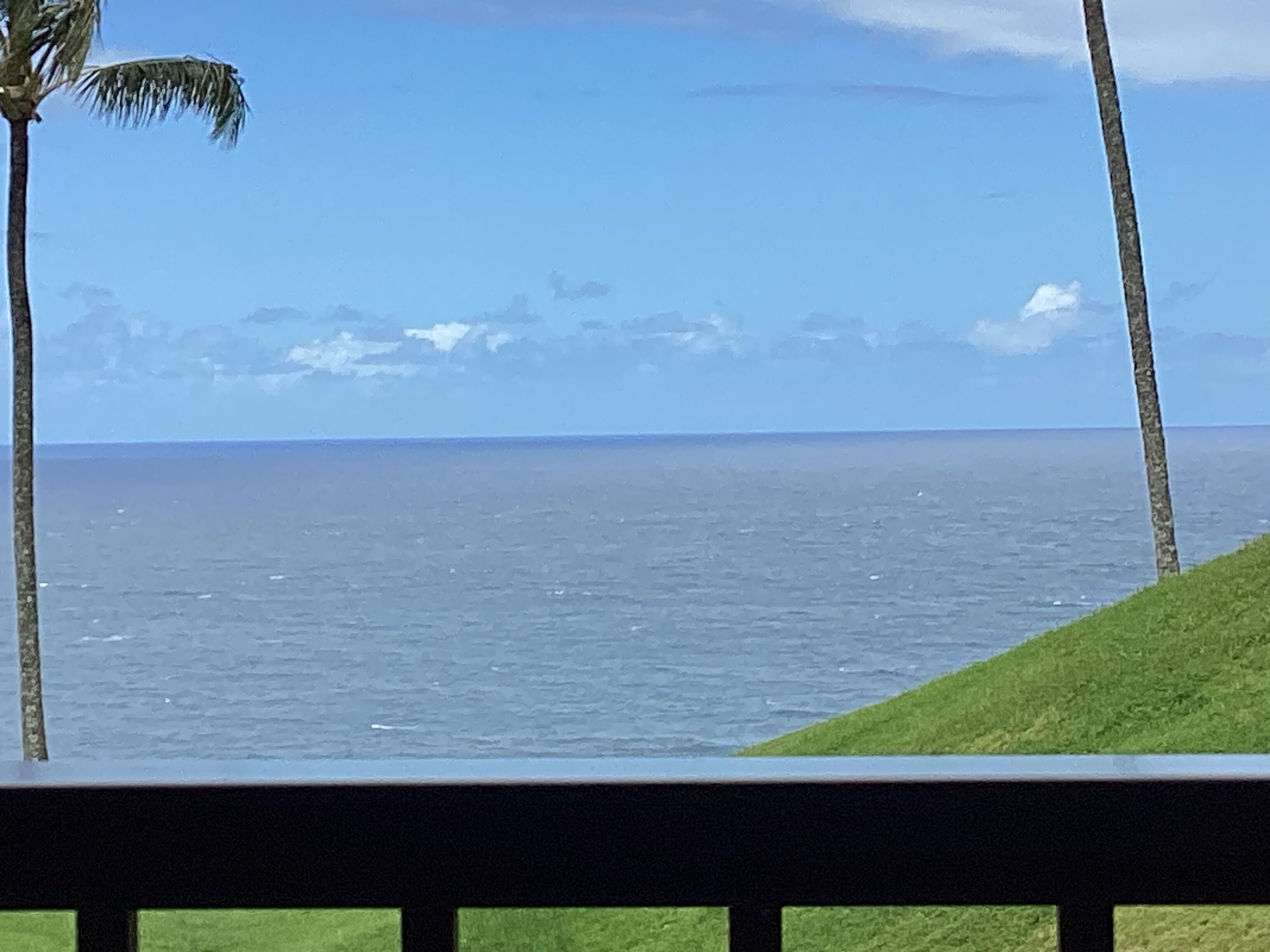 A view of the ocean with palm trees and a grassy area.