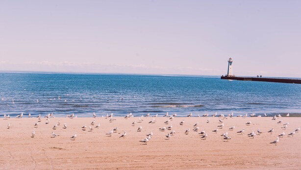 Una playa con gaviotas y un faro a lo lejos.