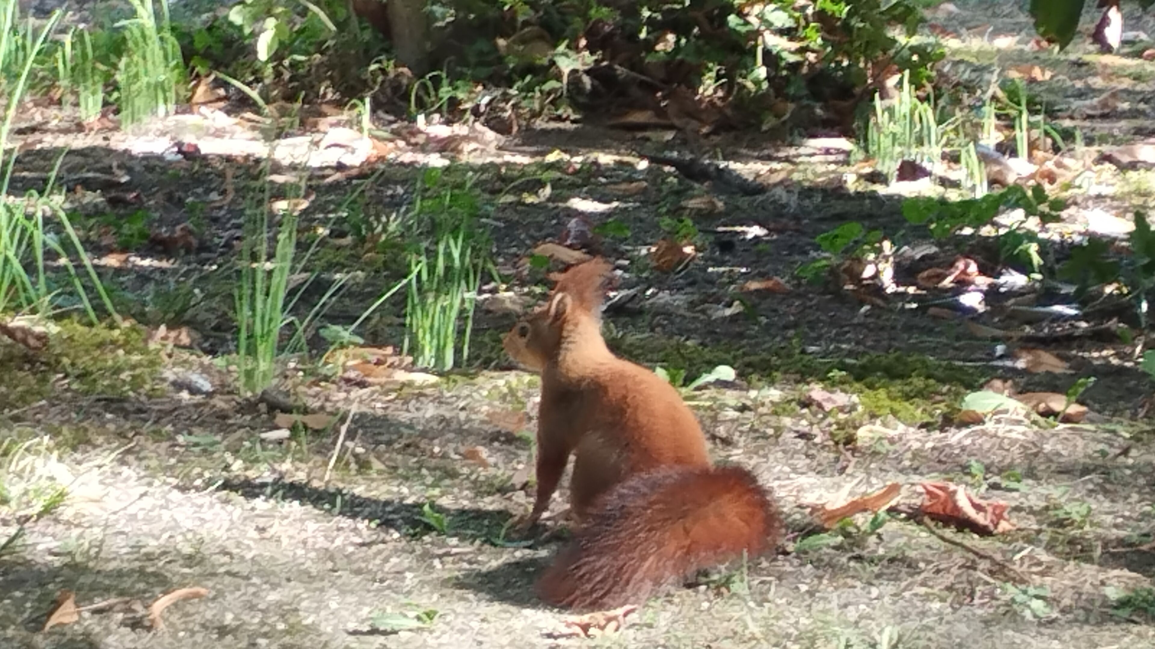 A squirrel in a natural outdoor setting with grass and fallen leaves.