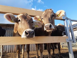 Unclassified image, 5 of 26, button - Double room Hochhäderich - Nahturhof - Urlaub.Natürlich.Erleben. (Krumbach)