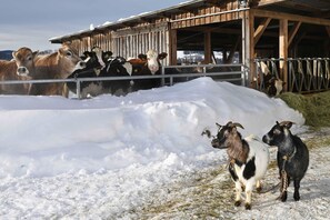 Unclassified image, 3 of 42, button