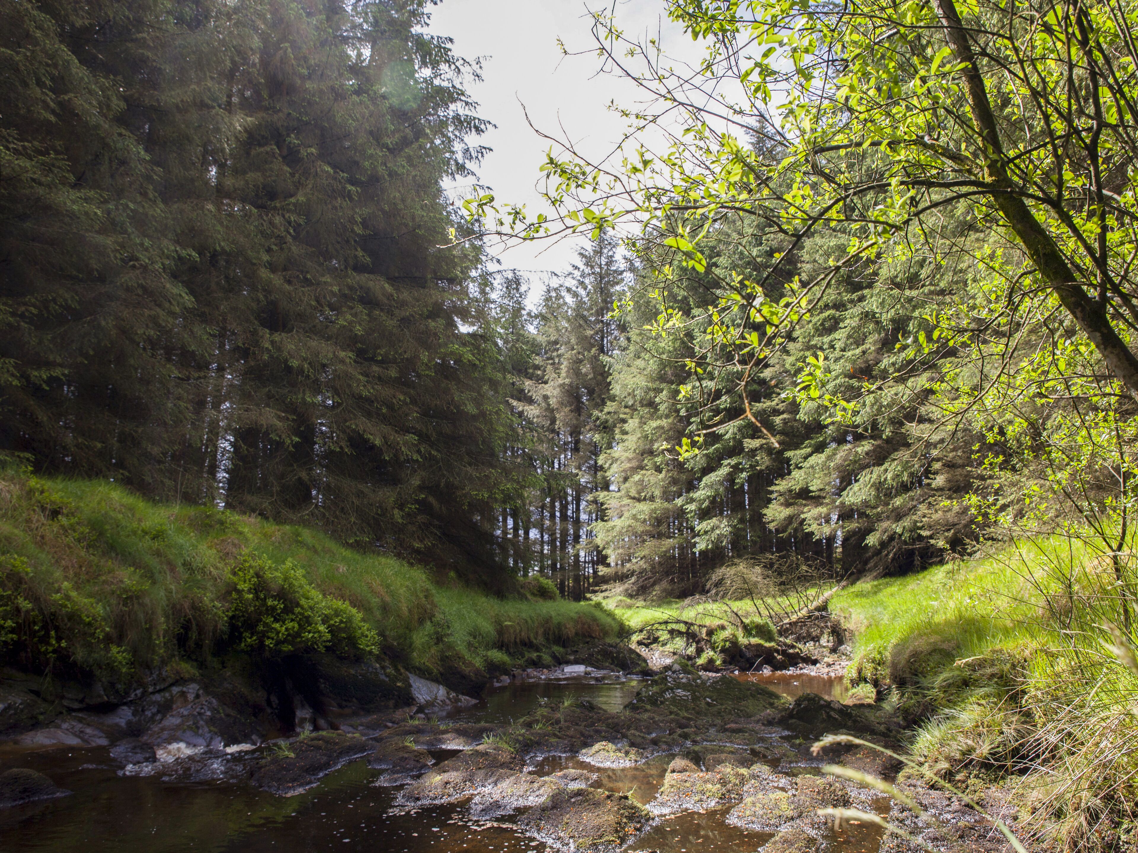 A forested area with a stream, dense trees, and a rocky riverbed.