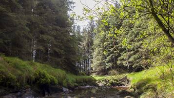 A forested area with a stream, dense trees, and a rocky riverbed.