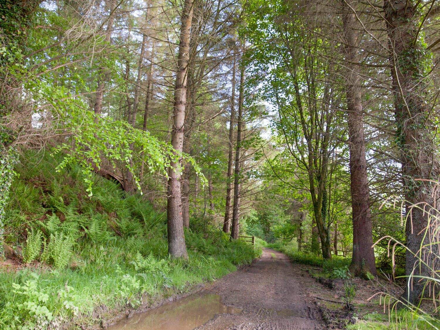 A forested path with tall trees and dense underbrush.