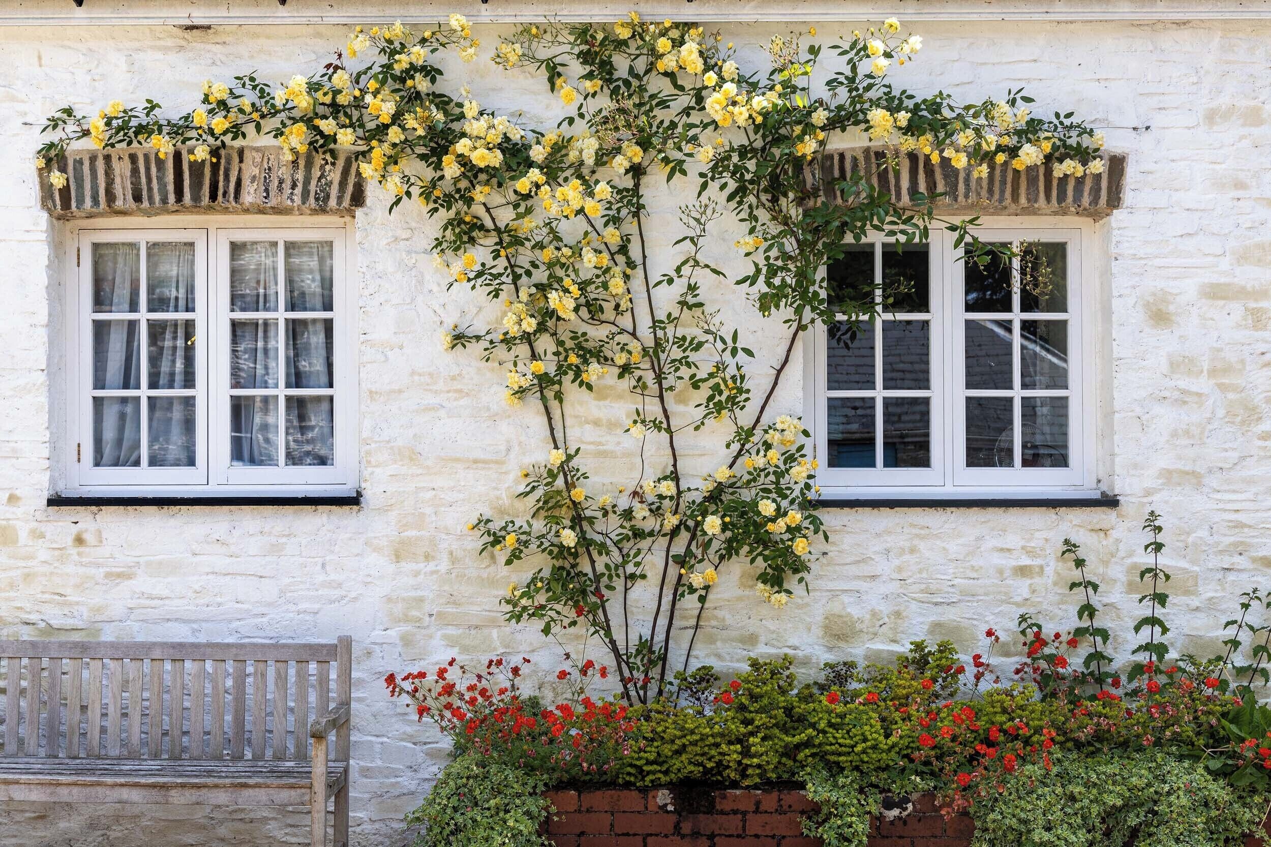 A white stone building with two windows, a wooden bench, and a flowering plant in front.