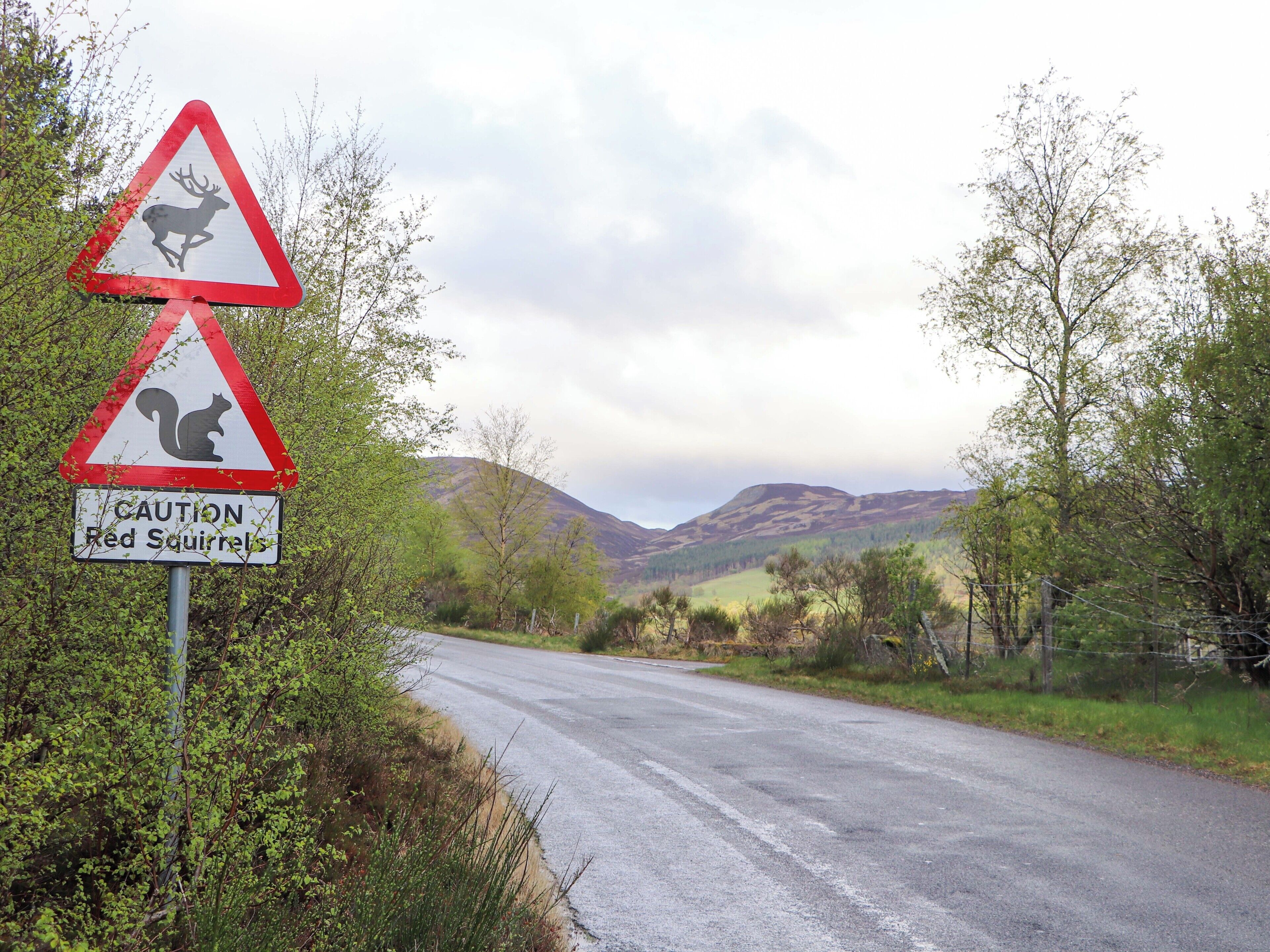 Una carretera rural con señales que advierten sobre ardillas rojas y ciervos.