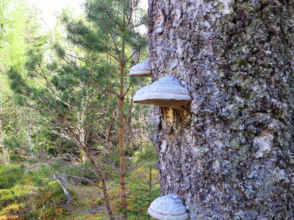 Un árbol con hongos creciendo en su tronco.