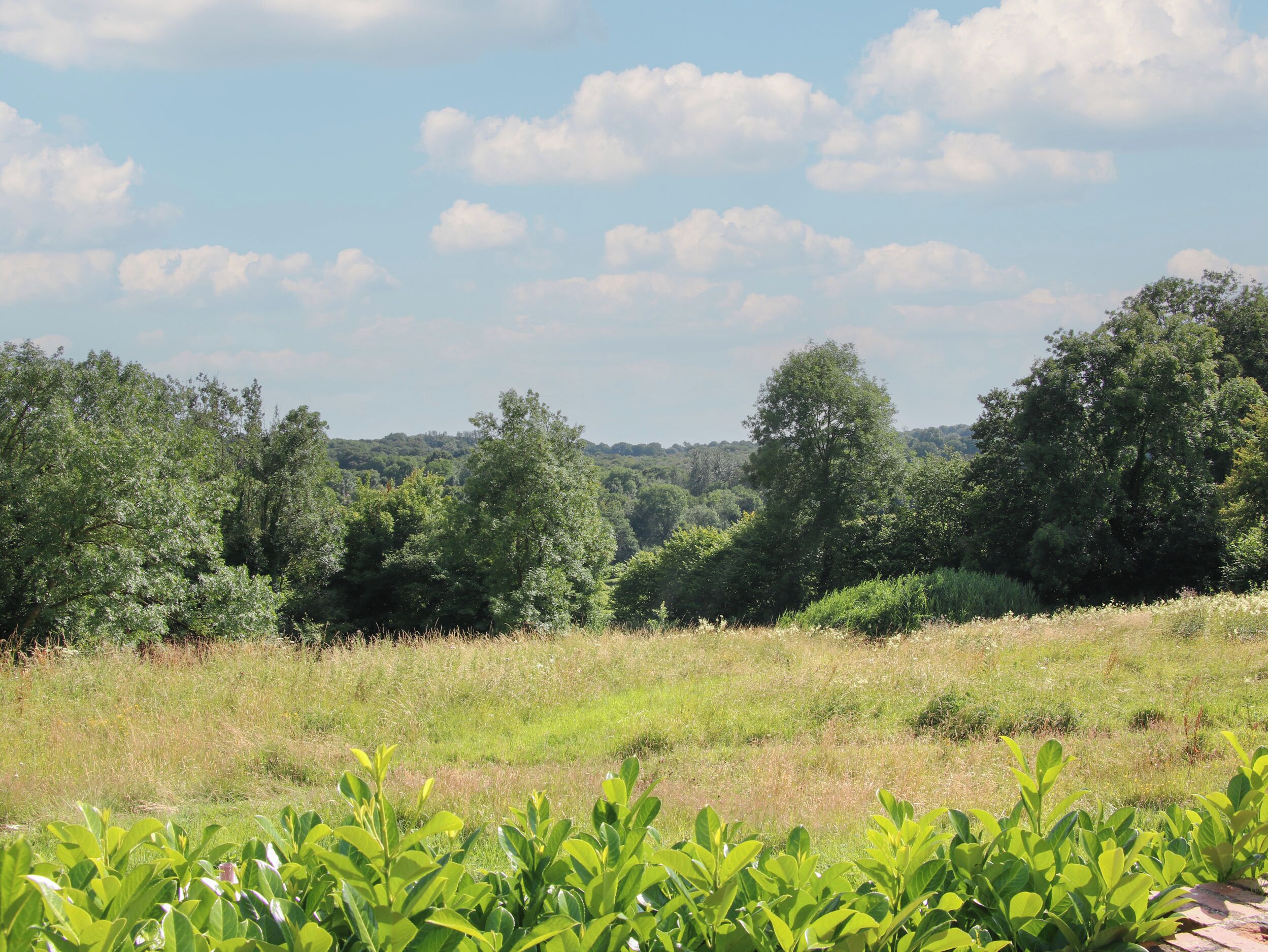 A natural landscape with trees and a grassy field.