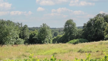 A natural landscape with trees and a grassy field.