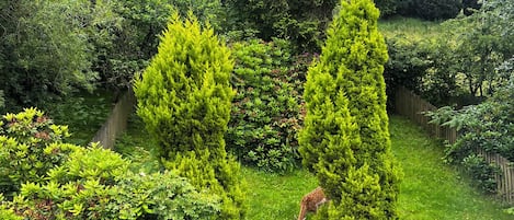 Cottage | Property grounds