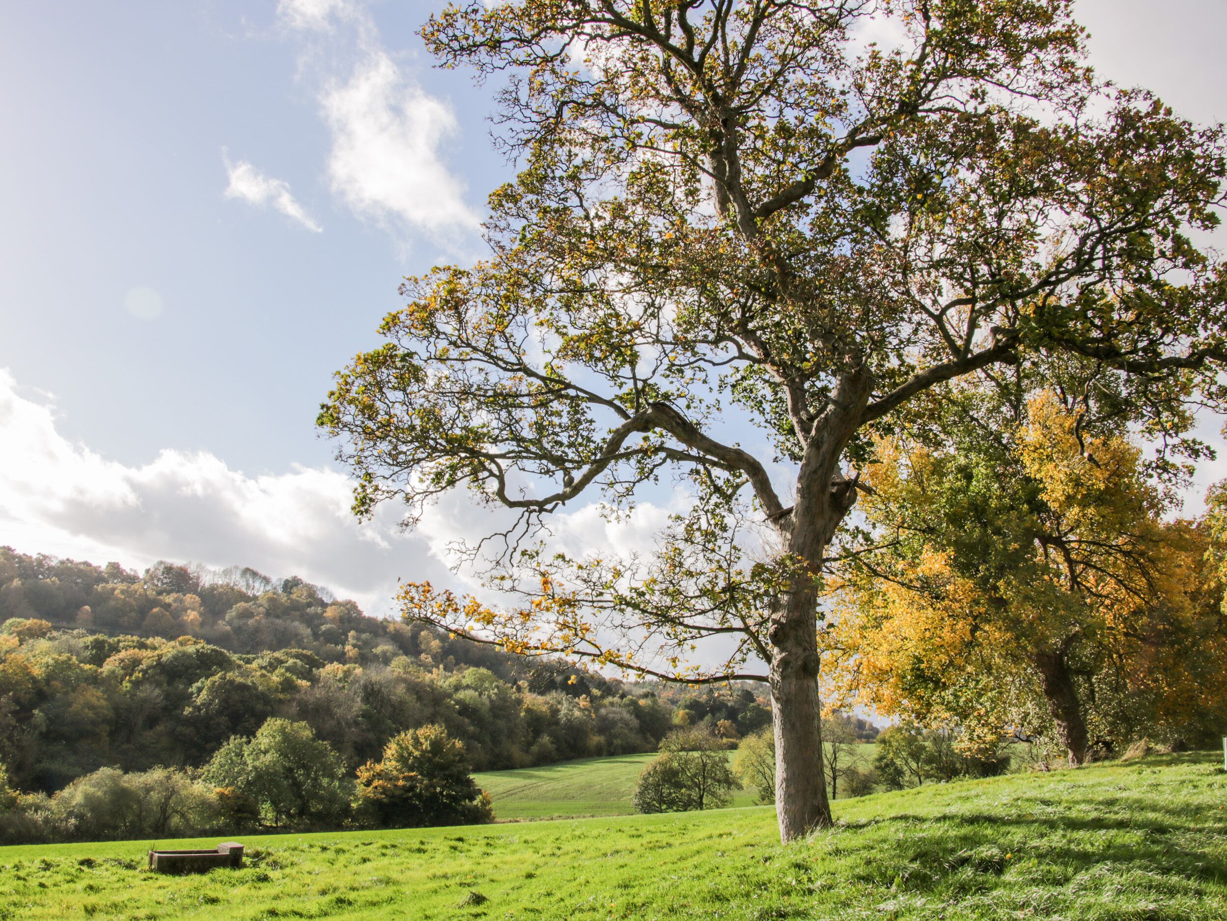 A tree in a grassy field with a hilly landscape in the background.