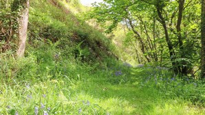 Un paysage naturel avec un sentier herbeux, des fleurs sauvages et des arbres.
