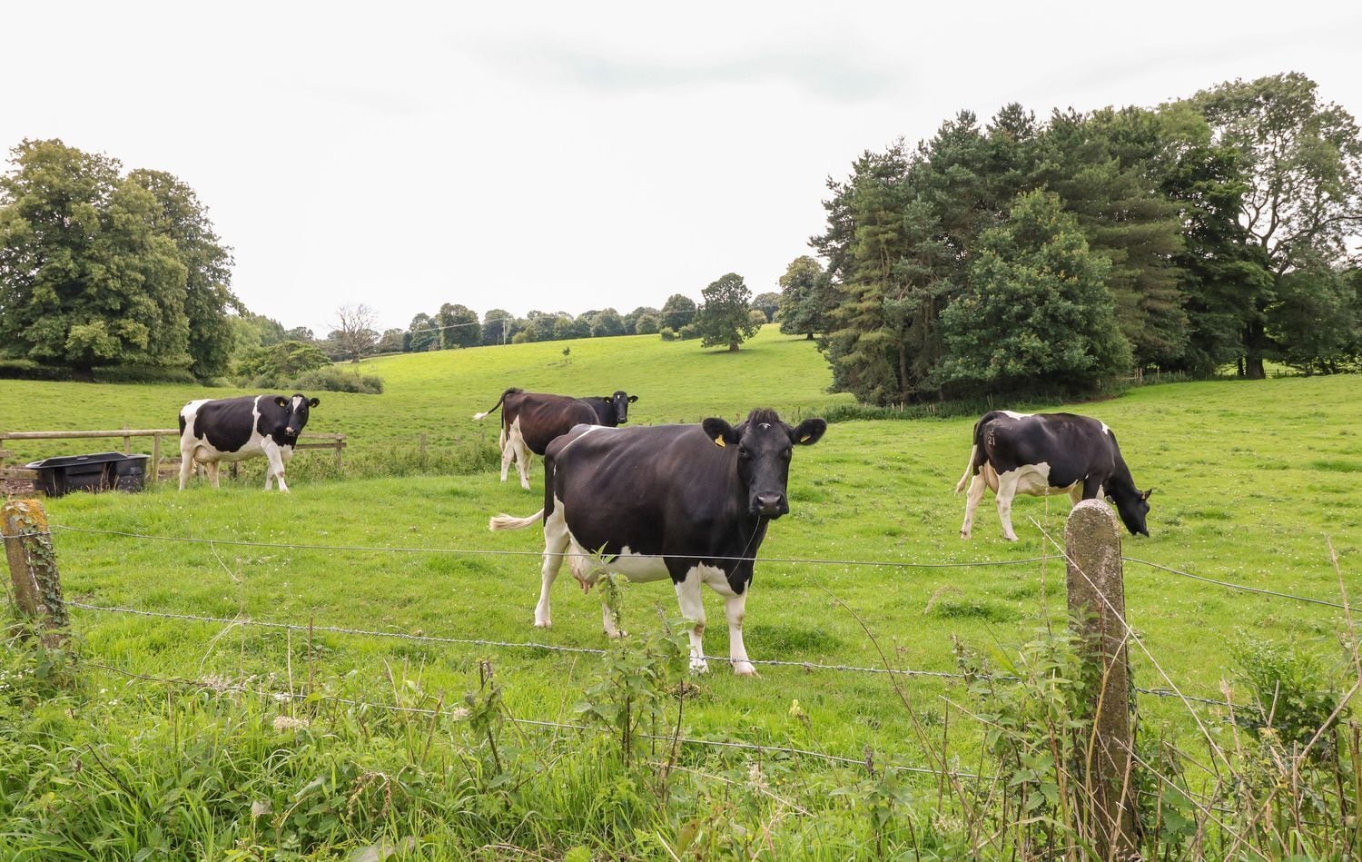 A grassy field with cows and a wooden fence.