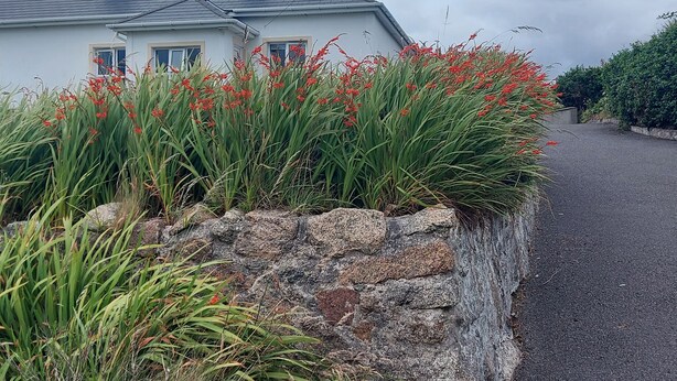 A house with a grey roof, two chimneys, and a stone wall with red flowers in front. - Ard an Phíobaire (Bunbeg)